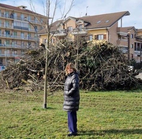 Odissea alberi a Nichelino, più di 600 le piante malate e da abbattere