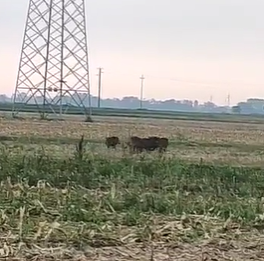 Un'immagine del video