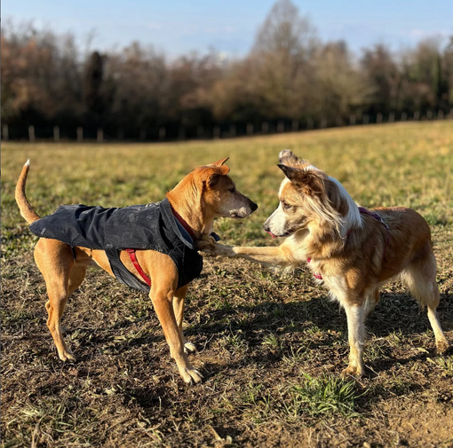 Benessere animale e convivenza, in collina parte il progetto Me Dog