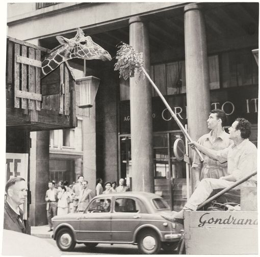 giraffa in via roma giraffa in via roma