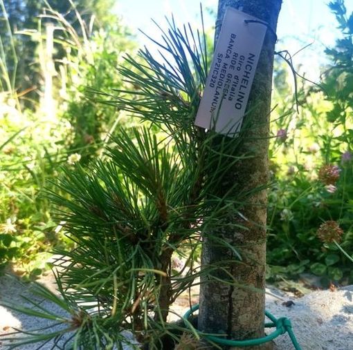 nichelino ride green nichelino ride green