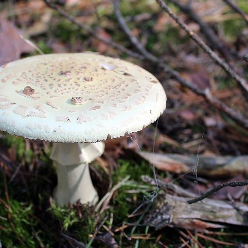 Allarme a Collegno: funghi velenosi all'interno dei parchi cittadini