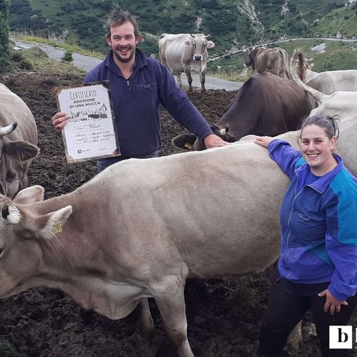 Adottare una mucca a distanza: cosa significa e perché conviene