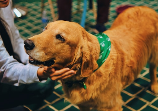 Il cane: il miglior amico dell'uomo e un alleato della sua salute