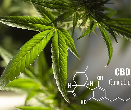 La cannabis come antiinfiammatorio: il punto della scienza