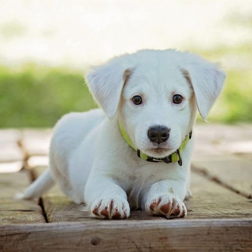 Fai la scelta giusta per i pets: benessere e sana alimentazione