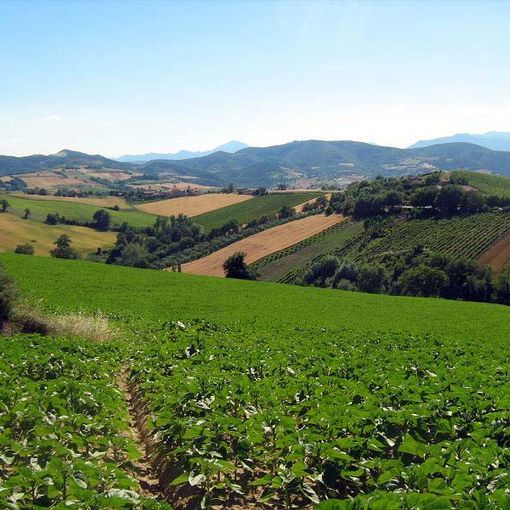 Terreni agricoli ereditati: quando conviene vendere e quando no