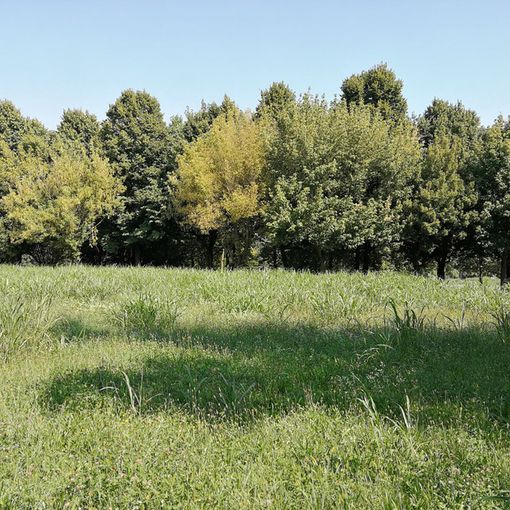 Venaria e l’erba alta: problemi in piazza Michelangelo e via Petrarca [FOTO]