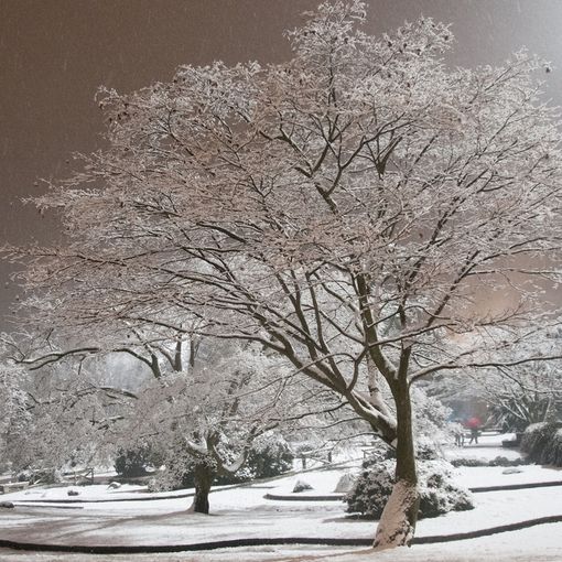 il parco del Valentino sotto la neve