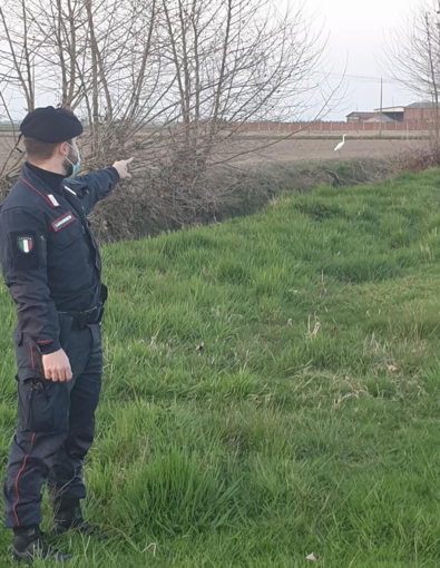 Cattura un airone bianco maggiore sulle sponde di un laghetto: nei guai un 29enne di origini romene