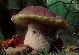 L’Ispettorato Micologico dell’ASL TO4 è a disposizione dei cittadini  per il riconoscimento dei funghi