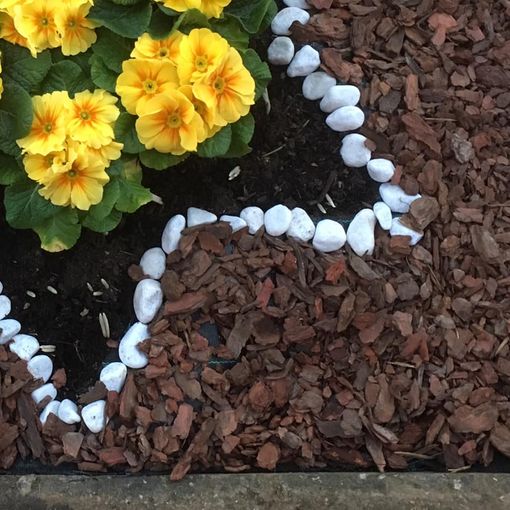 I fiori gialli piantati dai bambini