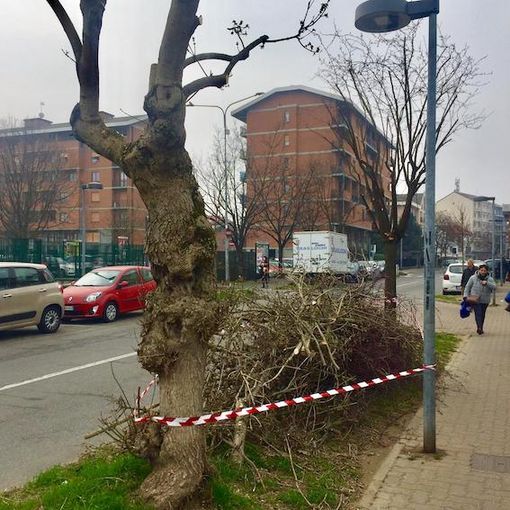 La potatura degli alberi a Settimo