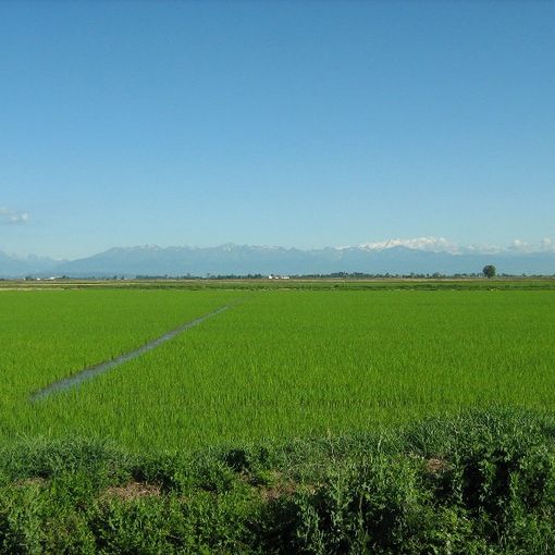 Le risaie di Crescentino