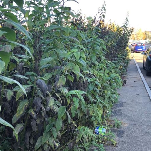 Parella, il prato ridotto a “selva” diventa una discarica a cielo aperto