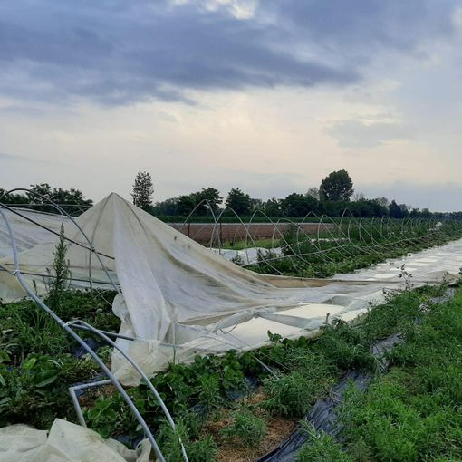 Temporale in Canavese: a Favria distrutti 2 mila metri quadri di serre