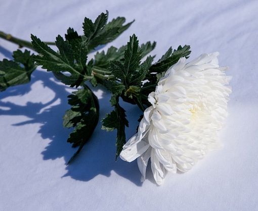 Onoranze funebri Roma per organizzare un funerale