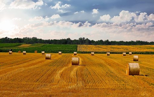 Foraggi insilati, che cosa sono