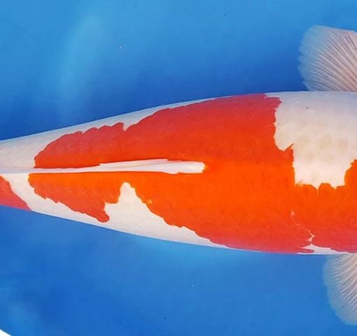 In foto, esemplare di carpa Kohaku