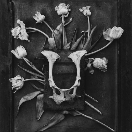 Sabato 29 giugno a Chieri inaugurazione della mostra fotografica “HISTOIRES de FLEURS”