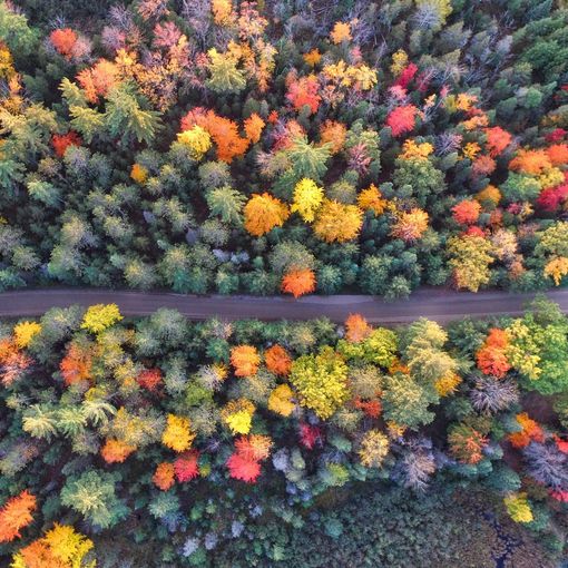 Autunno periodo di foliage: scopri e difendi la natura con il WWF