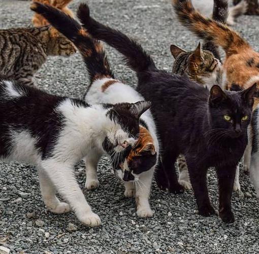 Finanziati 25 progetti per gatti randagi e colonie feline