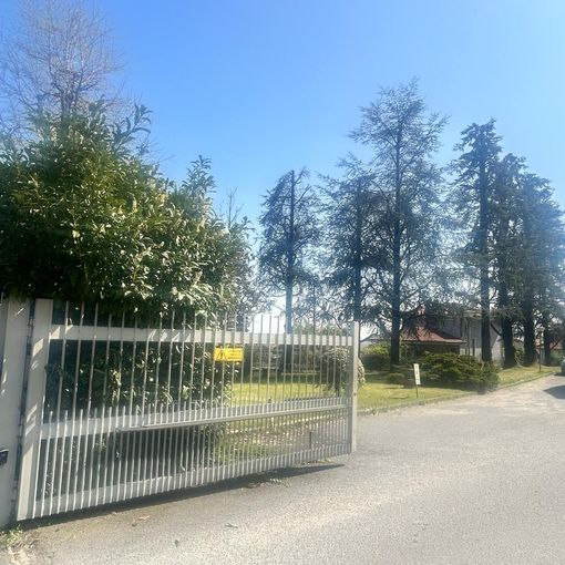 Il gruppo di conifere di cui tre verranno abbattute, tra le polemiche della minoranza