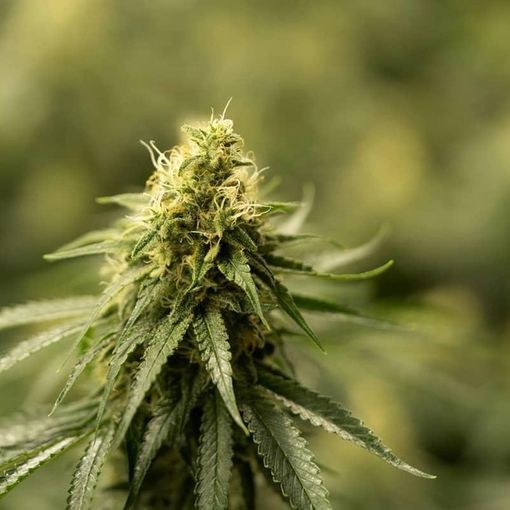 Scoperta “fabbrica” della ganja alimentata da un allaccio abusivo: 700 piante sequestrate
