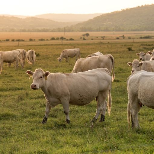 A Cavour si discute di benessere animale e ‘cibo sintetico’