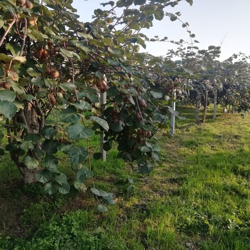Una piantagione di kiwi