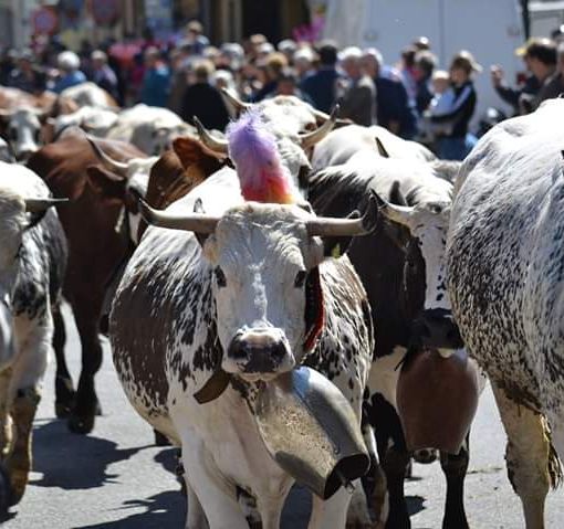 “La Fîra ’d la calà” di Bobbio Pellice si veste di bianco e domenica attende la sfilata del bestiame