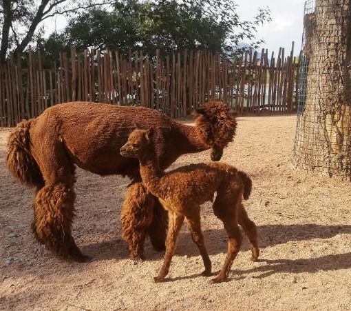 La cucciola di Alpaca di Zoom
