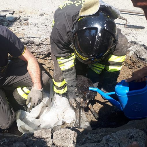 Vigili del fuoco salvano un cane a Bricherasio