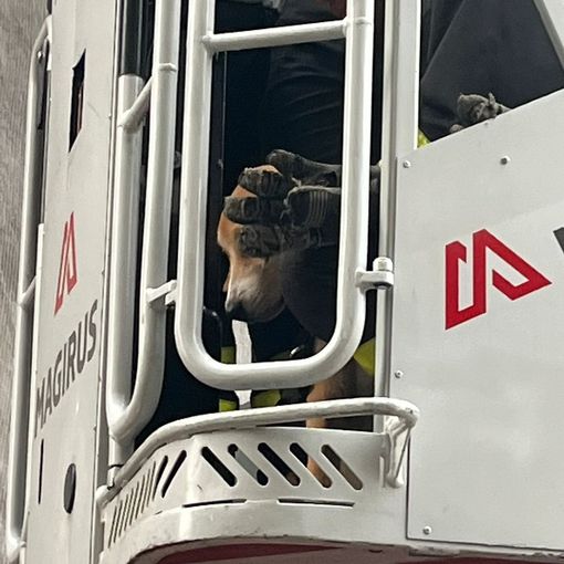 Cane soccorso a Carmagnola: era stato lasciato da solo sul balcone [FOTO]