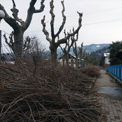 La potatura in corso Matteotti a Luserna San Giovanni