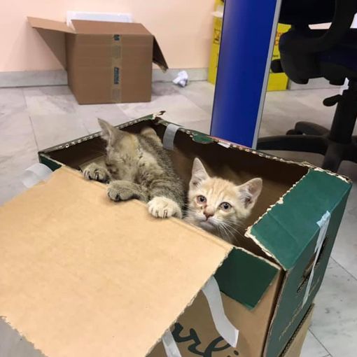 Gattini in un cassonetto a Pinasca ritrovano la famiglia