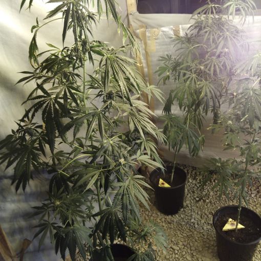 Smantellata una coltivazione di droga negli scantinati del Palaghiaccio di Pinerolo (FOTO)