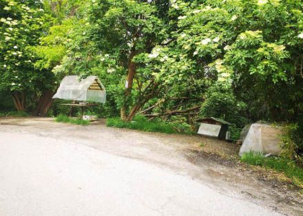 La colonia felina di via Davico