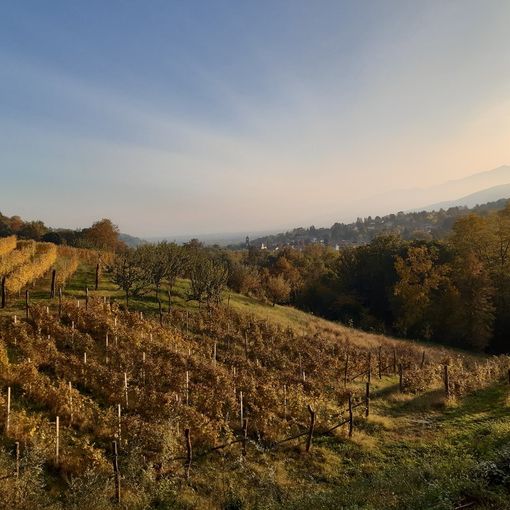 Le vigne di Giro di vite