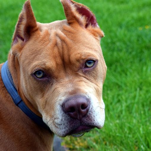 Pitbull