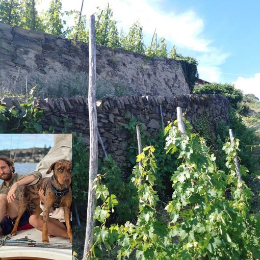 Una vigna a Pomaretto e nel riquadro Michele Percivati