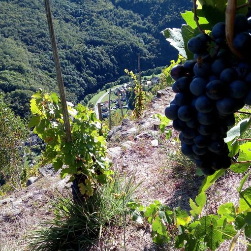 Vigne di Pomaretto