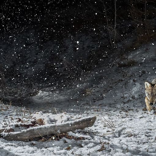 Uno scatto di lupi della Val Chisone di Fabrizio Moglia