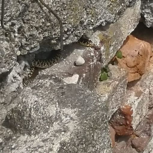 Sopralluogo serpenti Villafranca Piemonte
