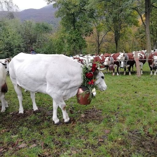 L’orgoglio degli allevatori di Bobbio Pellice: domenica torna la Fîra