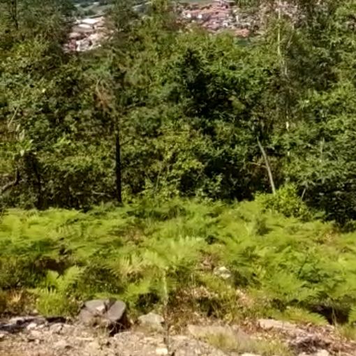 La zona di borgata Miandassa in cui sono state tagliate le piante