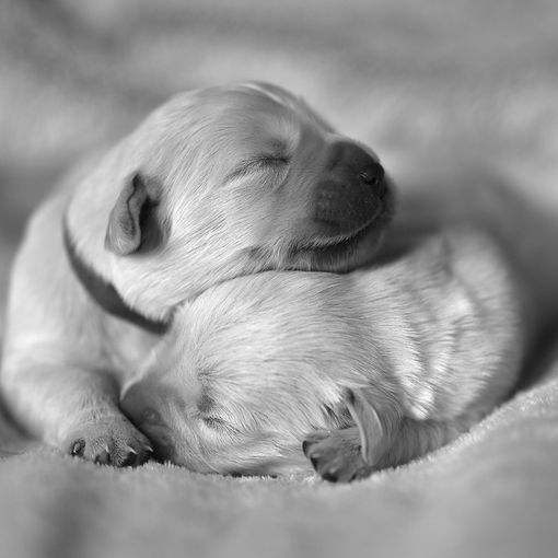 I cuccioli portano ‘I venerdì di primavera’ allo Spazio Campana