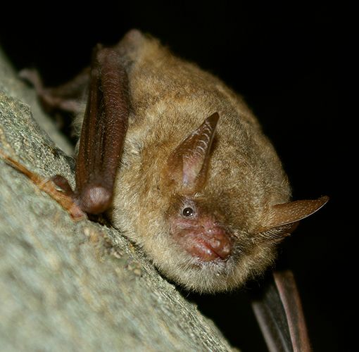 Casalborgone, una colonia di pipistrelli invade la chiesa: e ora si cerca di tutelarli