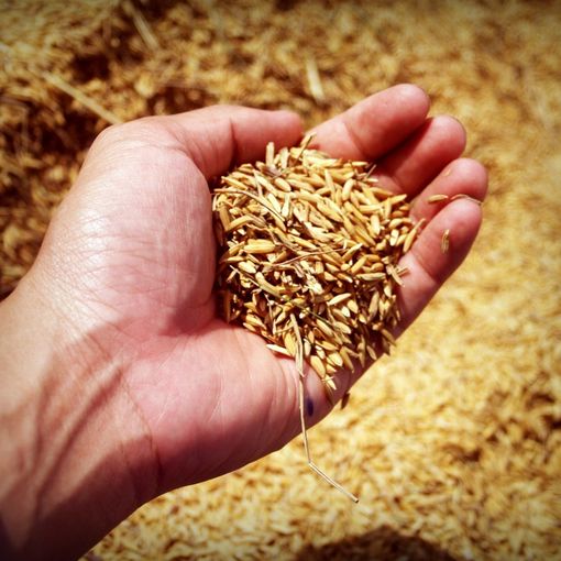 Capitale mondiale del Cibo, il comitato promotore spiega i dieci motivi per sostenere la candidatura di Torino