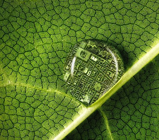 Agroinnova lancia piattaforme di approfondimento dedicate all’Anno Internazionale della Salute delle Piante